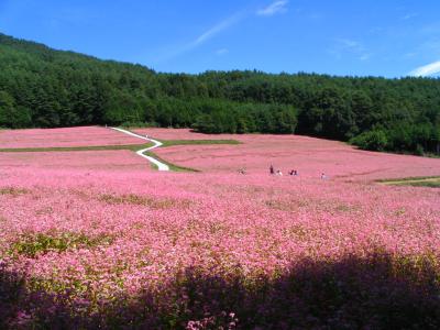 赤そばの里