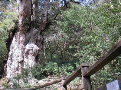 屋久島縄文杉を見る