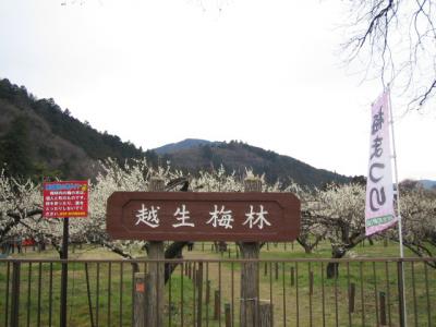 『大高取山と越生梅林ハイキング』