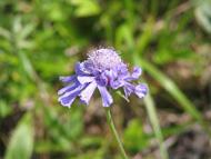 美ヶ原高原の高山植物