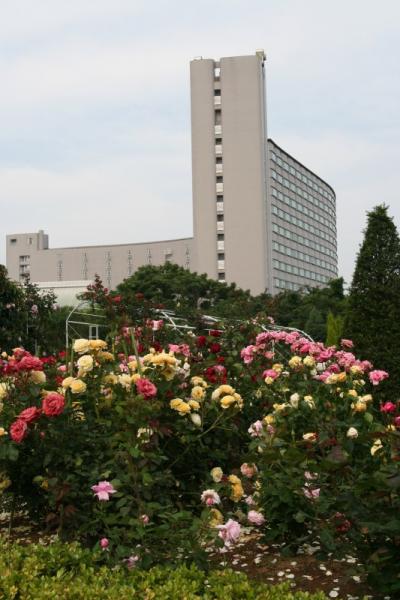 閉園間近・・横浜プリンス 「Sweet Rose Garden」