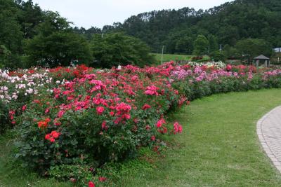 山形　東沢バラ公園