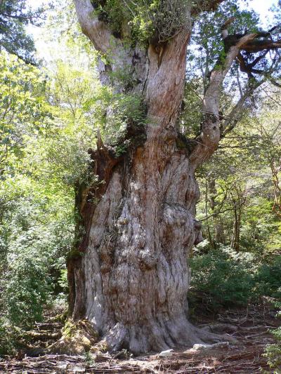 ■屋久島の旅③縄文杉トレッキング