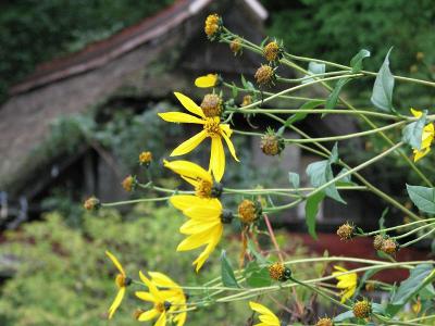 四季の花咲く　茅葺の里ー?