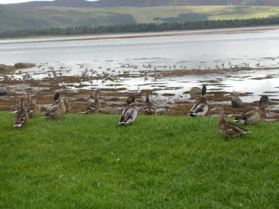 Scotland  ジョン・オ・グローツ?　アザラシの浜、オオツノジカの丘