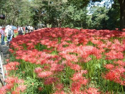 ◎のんびり２泊３日　巾着田と長瀞の旅◎