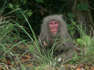 ◇屋久島の旅④滝めぐり・宮之浦~鹿児島航路
