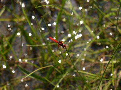 初夏の東山植物園