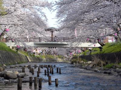 愛知　五条川の桜