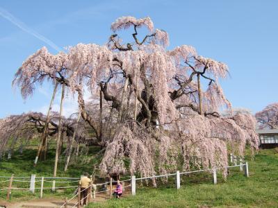 三春の瀧桜とその家族たち