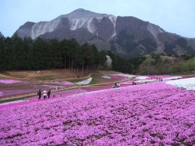 色とりどりの芝桜のパッチワーク