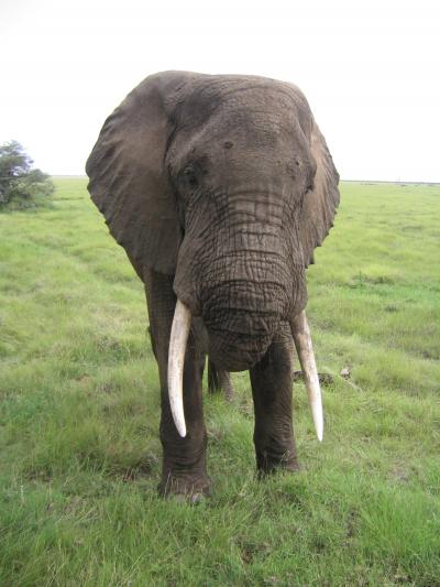 【タンザニア】 ?マニャラ湖国立公園