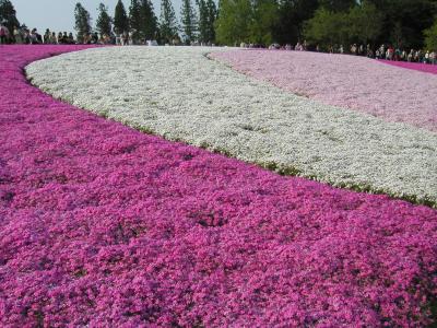 おまけの花見