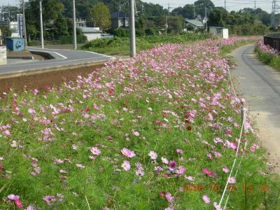 鷲宮の秋桜