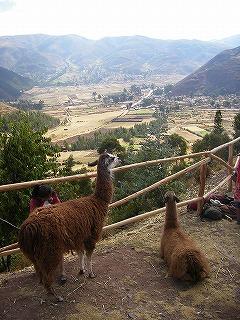 ペルーの旅・3　聖なる谷