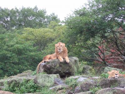 富士サファリーパーク