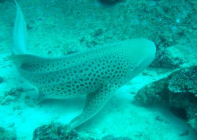 シミラン諸島・スリン諸島でのダイビング