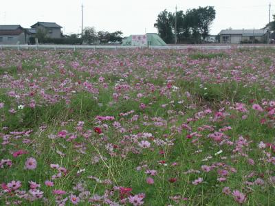 コスモスを訪ねて羽生市・鷲宮町に・・・羽生市編