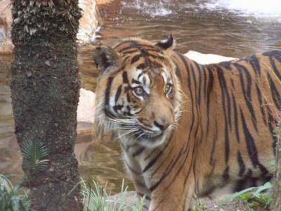 上野動物園　大人の休日