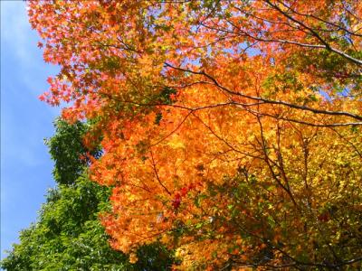 扉峠付近の紅葉