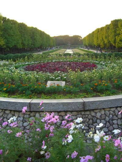 コスモス~昭和記念公園~