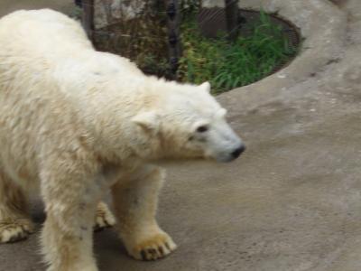 旭川☆秋の旭山動物園☆