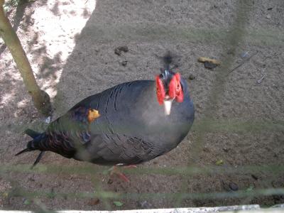 チェンマイは最高に面白い　180　あれ？ここにも動物園がある・・・