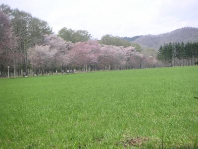 二十間道路桜並木観光