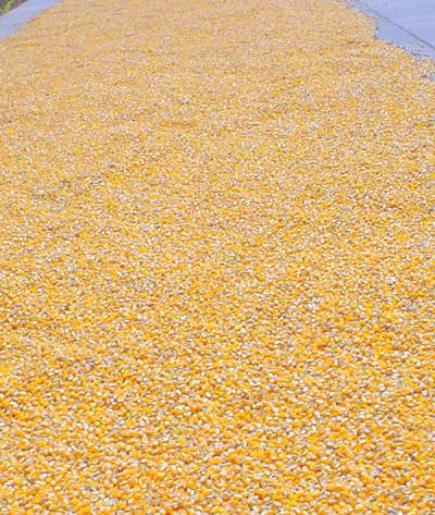 ガランパンパーのタイ族の村へ