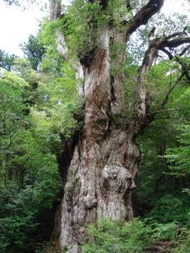 屋久島よいとこ、一度はおいで