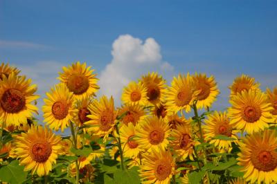 いま、会いに行ってきました!北杜市