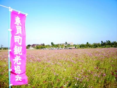 東員町コスモスまつり