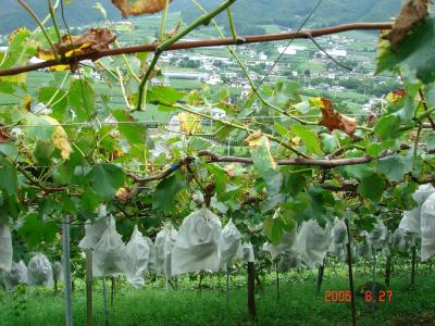 ブドウ狩りIn勝沼