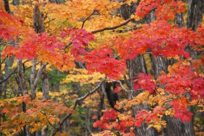 東北地方紅葉巡り?バレーライン　天元台～裏磐梯