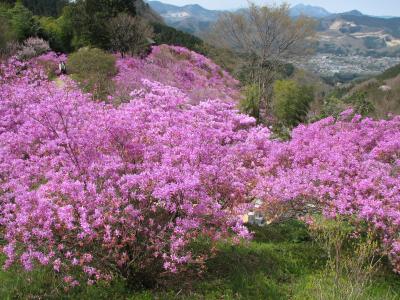 2006.04長瀞岩根山つつじ園