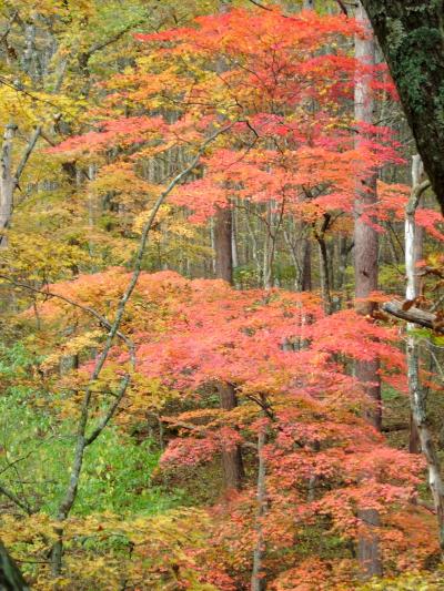 軽井沢で紅葉を見てきました。
