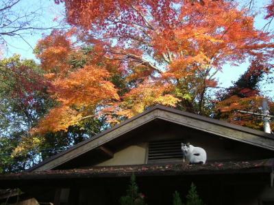 広瀬神社の紅葉