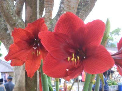 バリ島の海と芸能を満喫する旅６日目（メンジャンガン島でのシュノーケリングとバリ島の美しい花の数々）