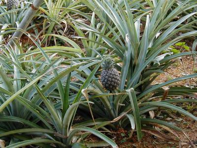 2002年新年の沖縄旅行（その３中・北部−３）