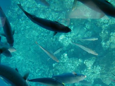 2002年新年の沖縄旅行（その４海底観光）