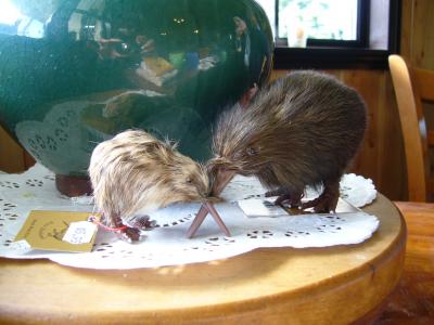 ◆NZ北島4都市訪問◆3日目-1(ベイオブアイランド:移動)