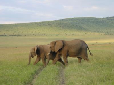 ケニア（マサイマラ国立公園）