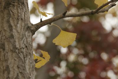 河口湖もみじ祭り