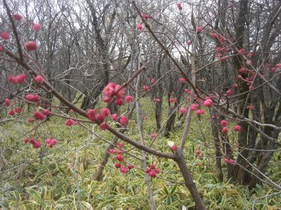  北湯入口から三本槍岳・朝日岳へ