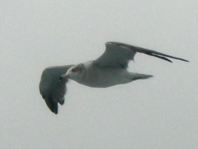  熱海を根城に、小田原城と初島へ