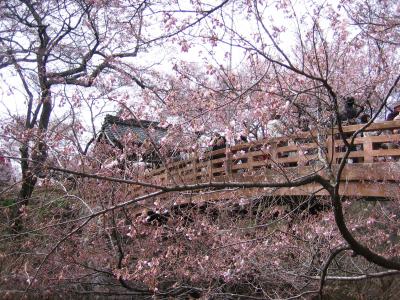信州・高遠および光前寺の桜