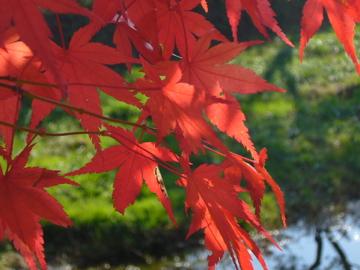山梨で見る紅葉と富士山