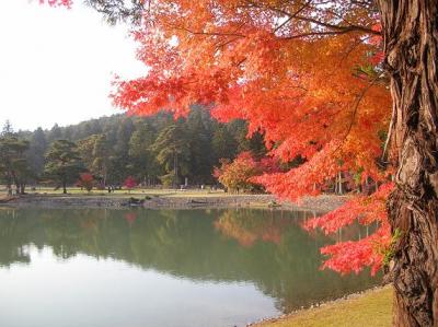 紅葉シーズンの平泉☆（中尊寺～毛越寺～達谷窟毘沙門堂）