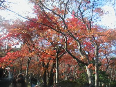 箱根の紅葉