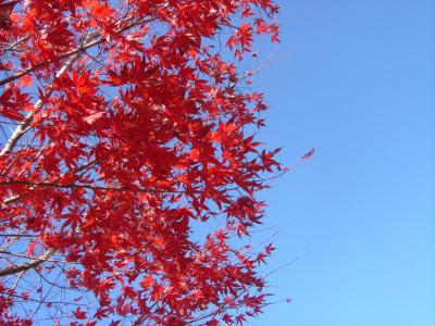 河口湖の紅葉